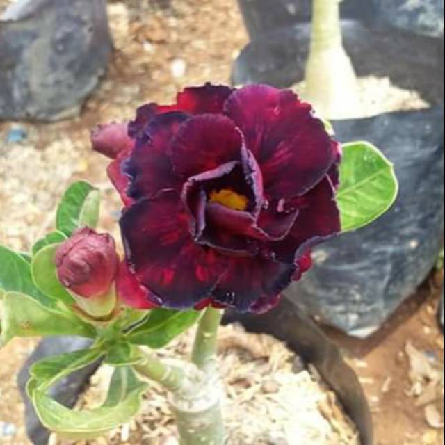 Kamboja Tumpuk ID Amata