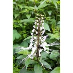 

Daun kumis kucing daun kumiskucing segar per 700 grm