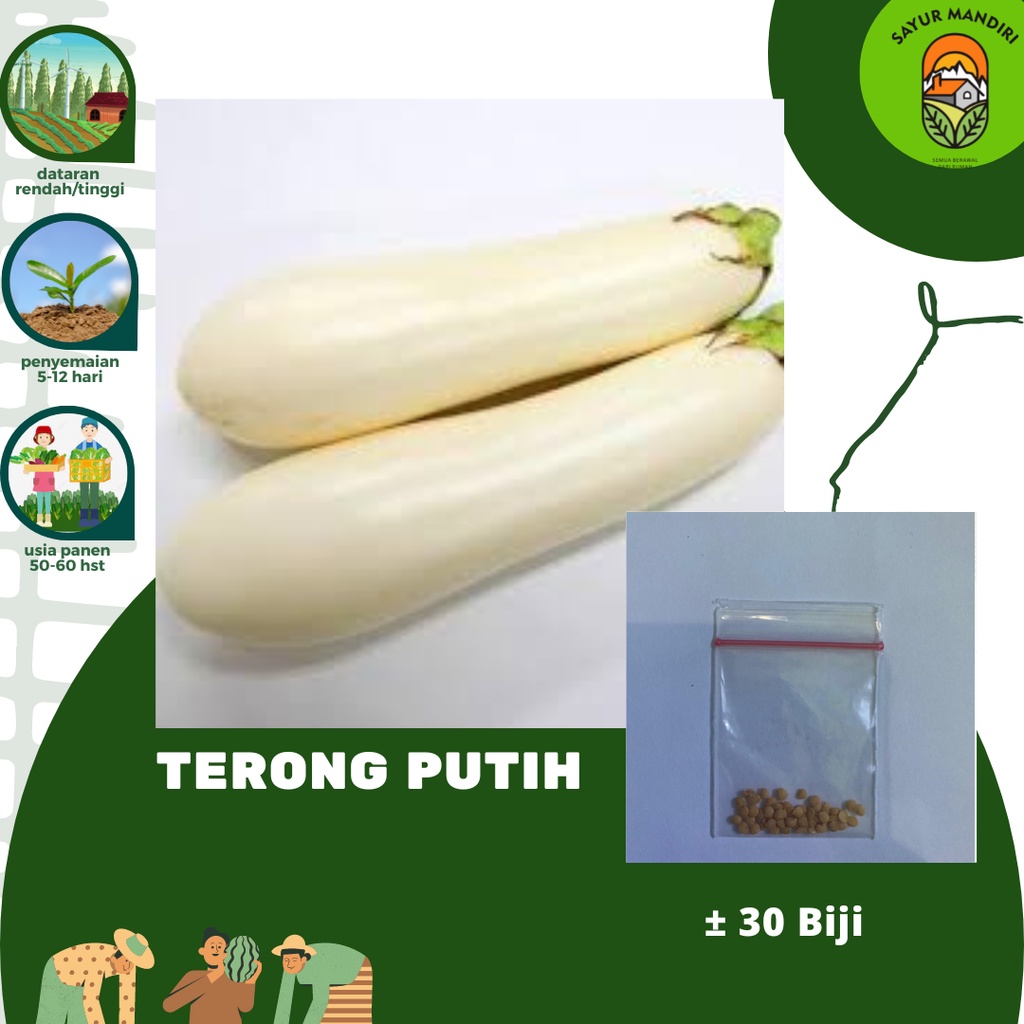 Benih Terong Putih Seribuan