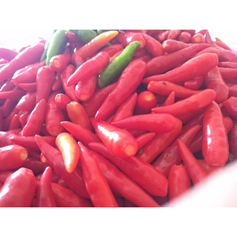 

Cabe rawit merah KupAs grade A