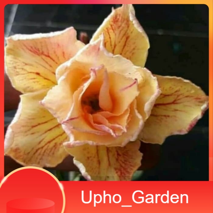 

Bibit Bunga Kamboja Adenium Golden Boy - Upho_Garden