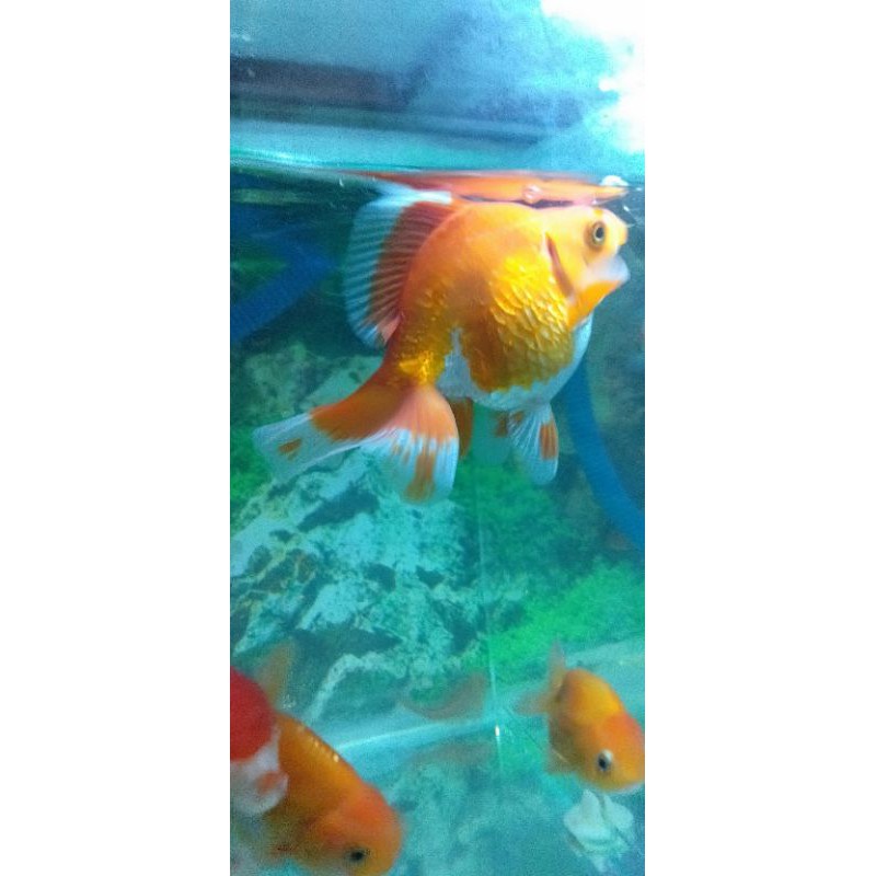 Mas koki tosa ryukin RW/red white slayer murah