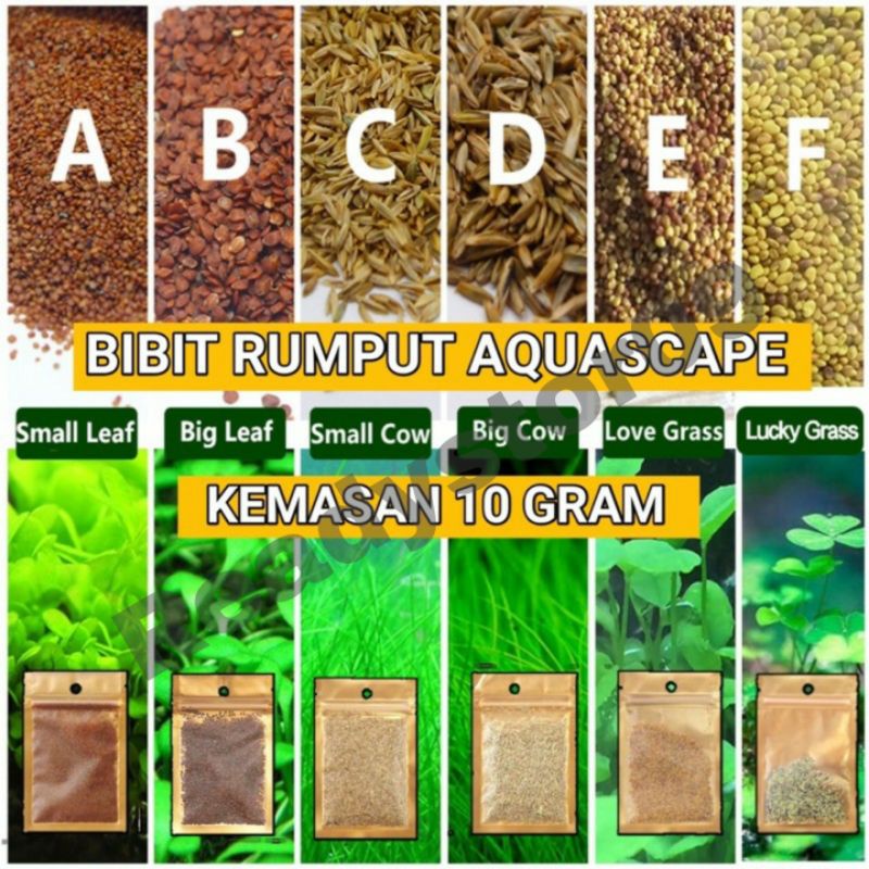 BIBIT BENIH TANAMAN AQUASCAPE TANAMAN AIR LOVE GRASE / BIG LEFT / SMALL FEFT / CLOVER / COW LEFT