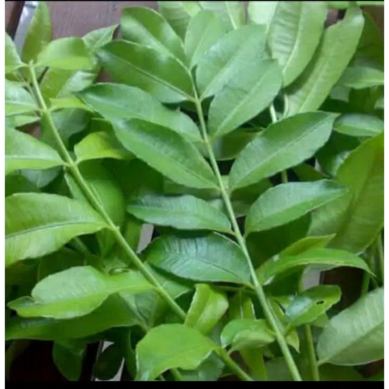 

Daun kedondong muda 200 grm fresh di petik jika ada pesanan
