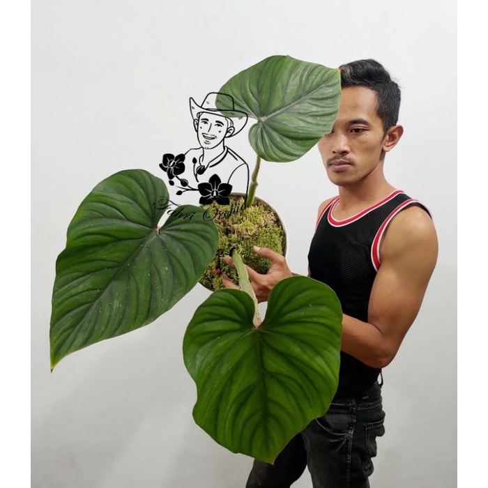 FahriOrchid - Philodendron plowmanii dark form