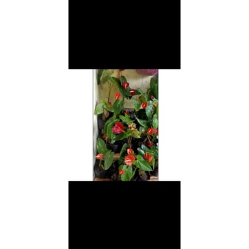 

bibit merah