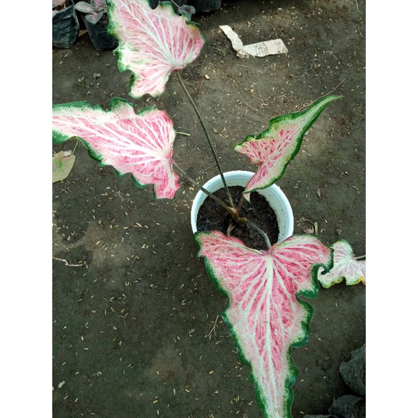 keladi pink ratana
