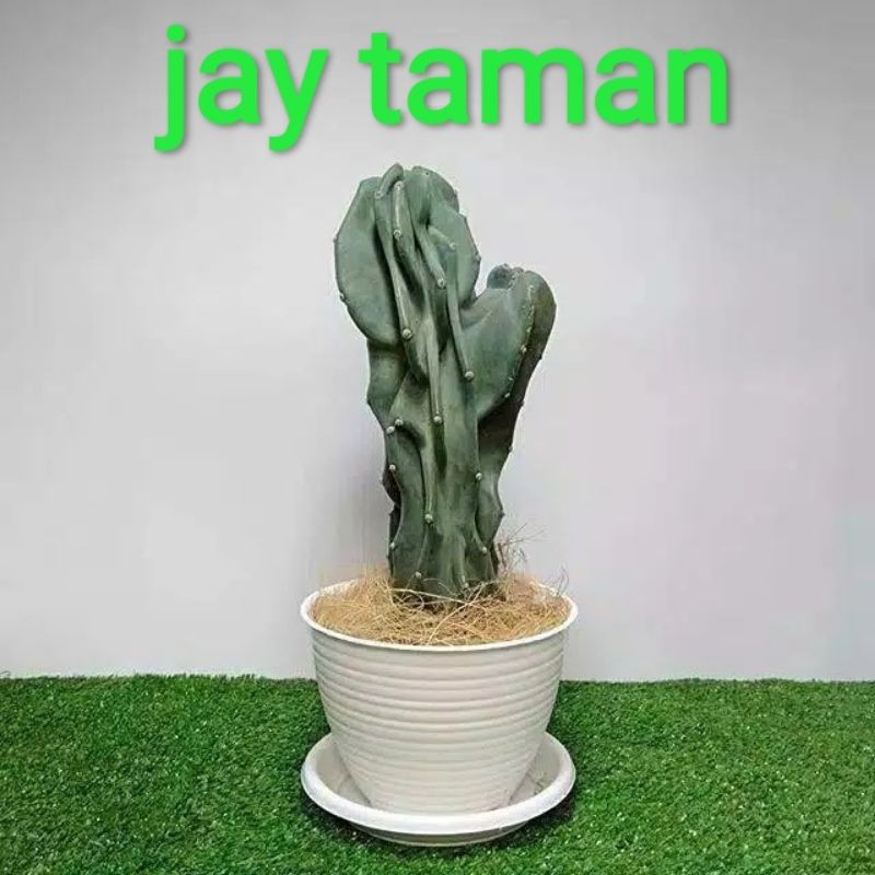 tanaman hias kaktus lilin /batu