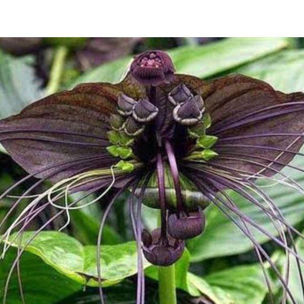 Tanaman Hias Chantrieri Bunga Kelelawar Hitam/HERBAL