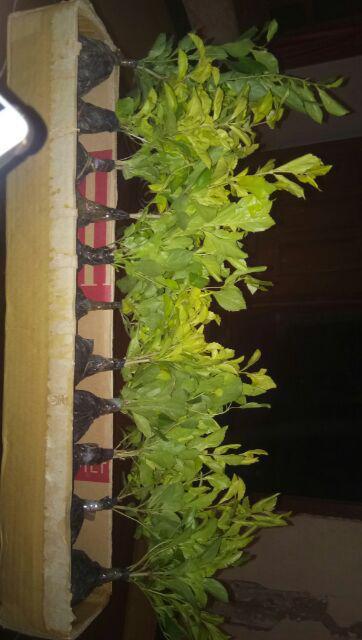 Tanaman Hias Daun Bibit Pangkas Kuning