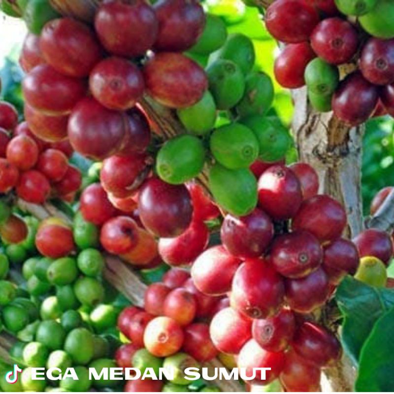 Tanaman Hidup Bibit Kopi Ateng Super