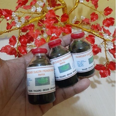 herbal ramuan daun pembungkus papua