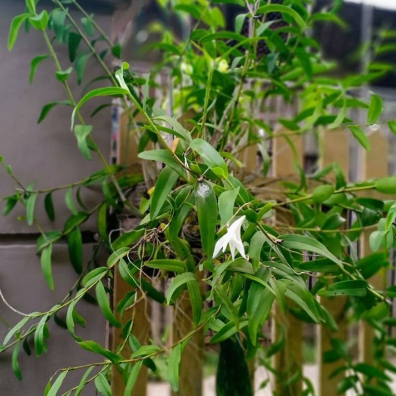 Tanaman Hias Anggrek merpati-Dendrobium
