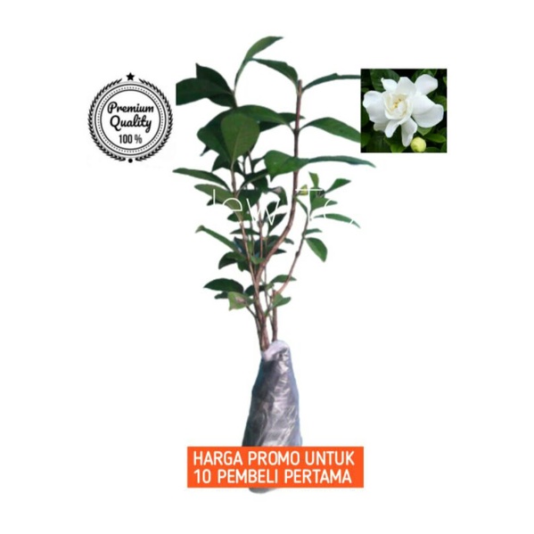 Tanaman Hias Bunga Kaca Piring Sudah Berakar/Bunga Kaca Piring/Melati Kaca Piring