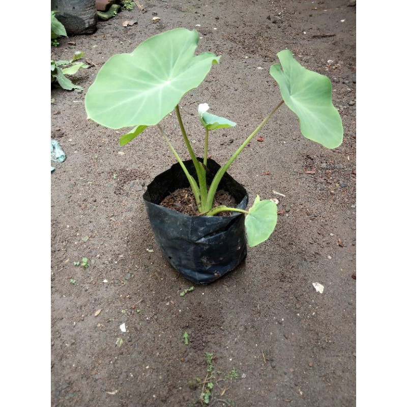 bibit talas Jepang (satoimo)