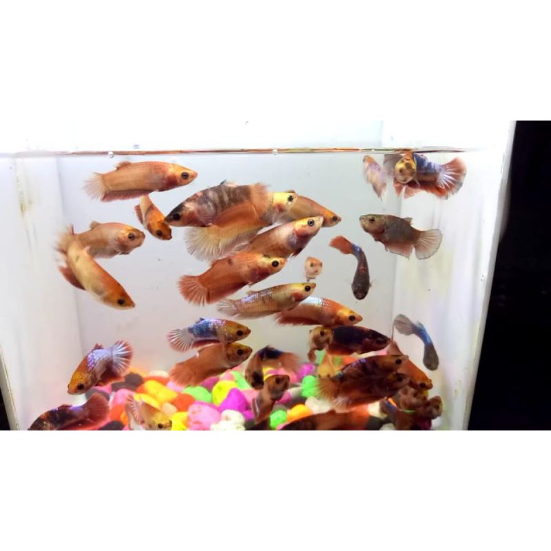 bahan betina cupang hellboy