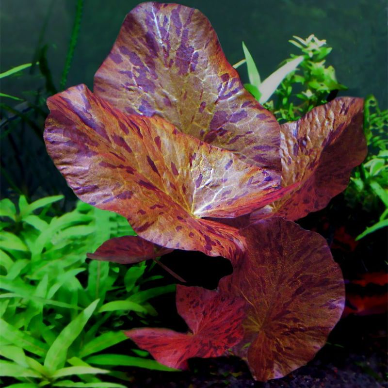 TIGER LOTUS AQUATIC PLANT tanaman aquasacape aquarium