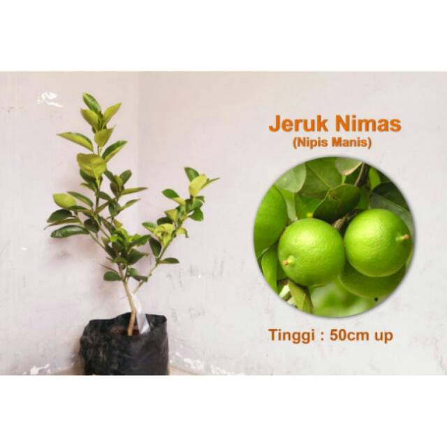 Promo Jeruk Nipis Manis