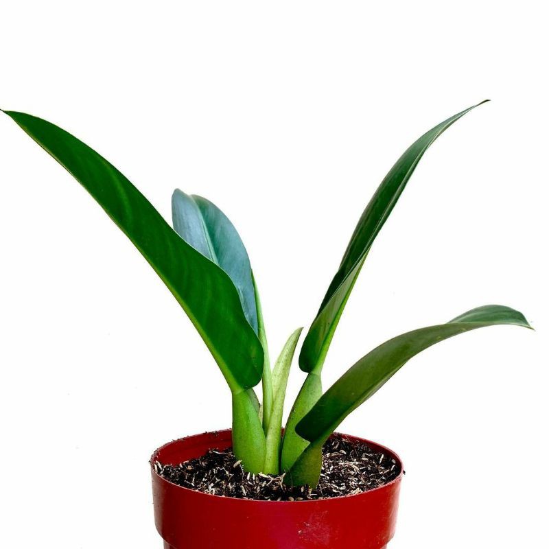 Philodendron Martianum Katak / Philo Eceng / Philo Katak