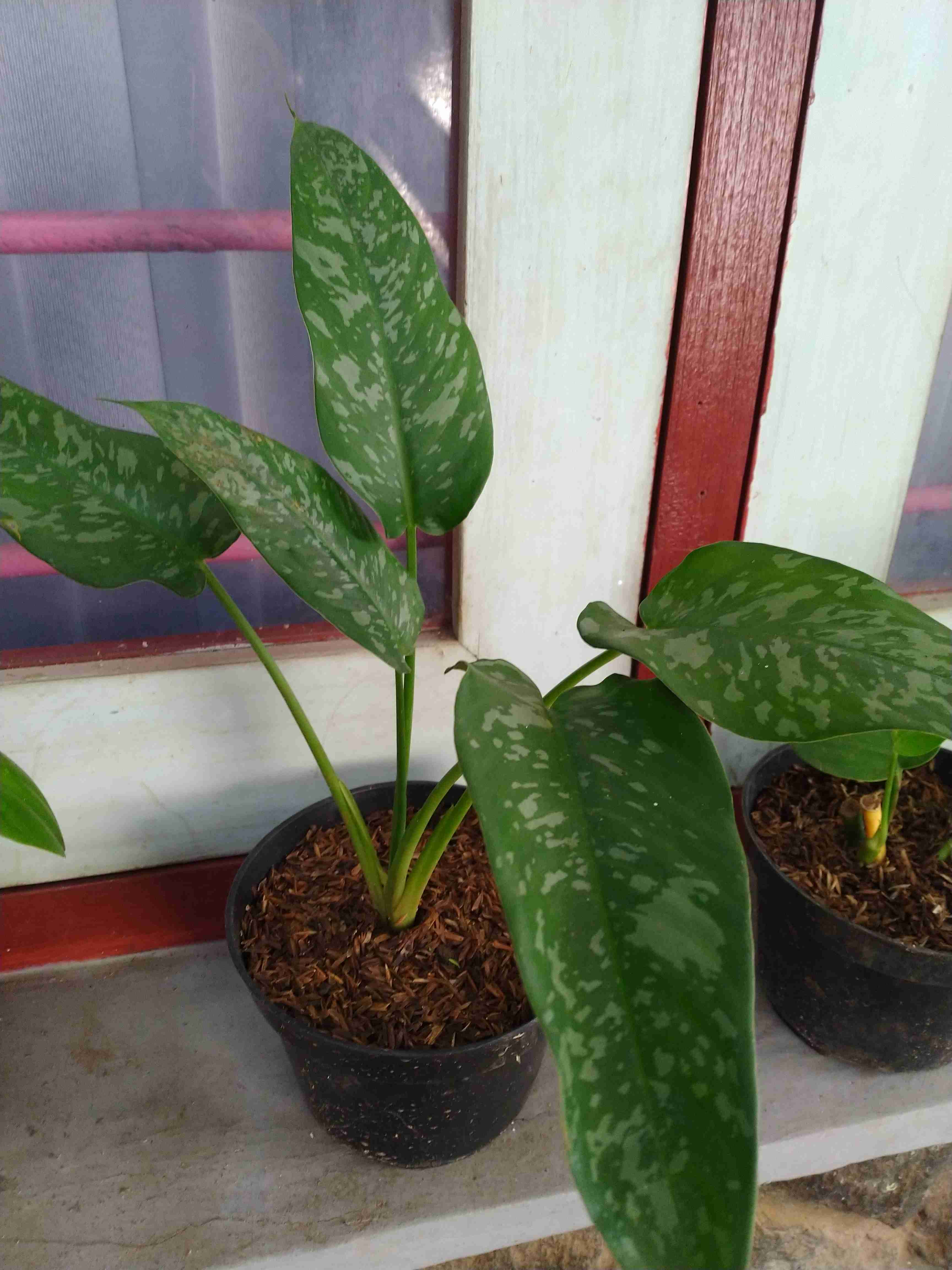 Homalomena Totol Putih