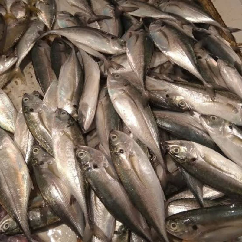 

Ikan Tengkek Ikan Laut Hasil Laut Seafood Segar 1 Kg BERGARANSI