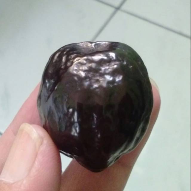 Muncang Adu Eti Karanje Matang