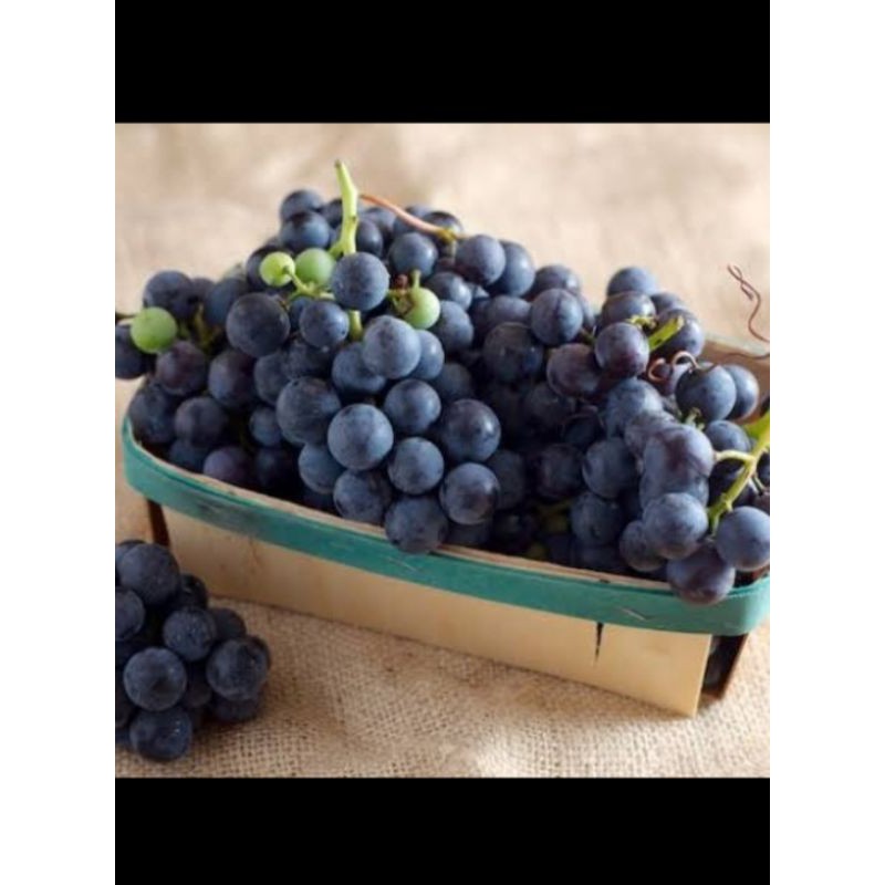

Buah anggur hitam segar fresh - 500 Gram