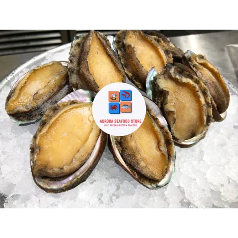Kerang abalone frozen