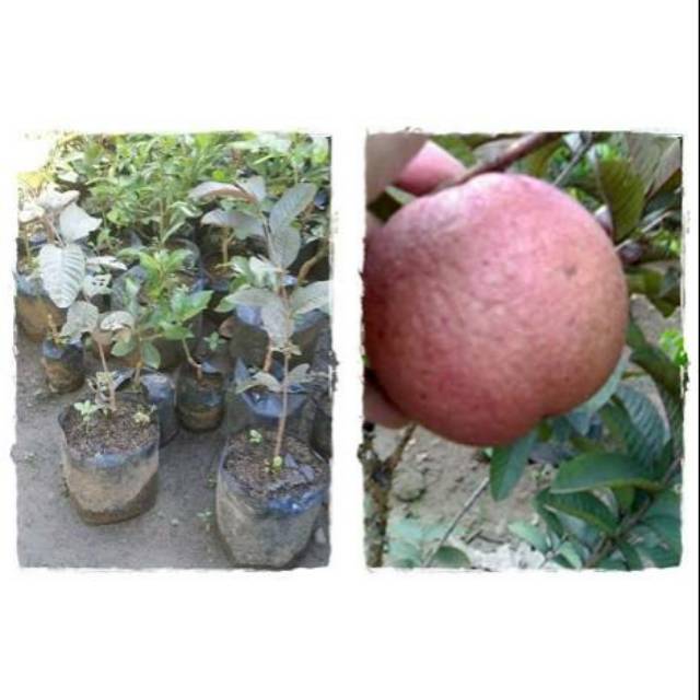 Bibit jambu kristal ungu/jambu biji australia