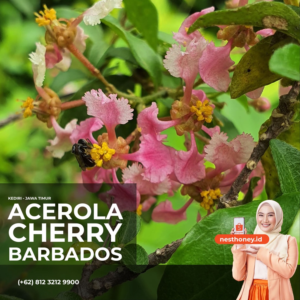 Sakura Mikro / Cherry Barbados / Mirten Sakura / Sianci / Aserola / Malpighia Emarginata