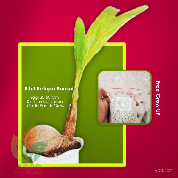 Bibit Kelapa Hias untuk Bonsai Unik