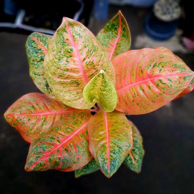 Aglonema HarleyQueen//HarleyQuinn