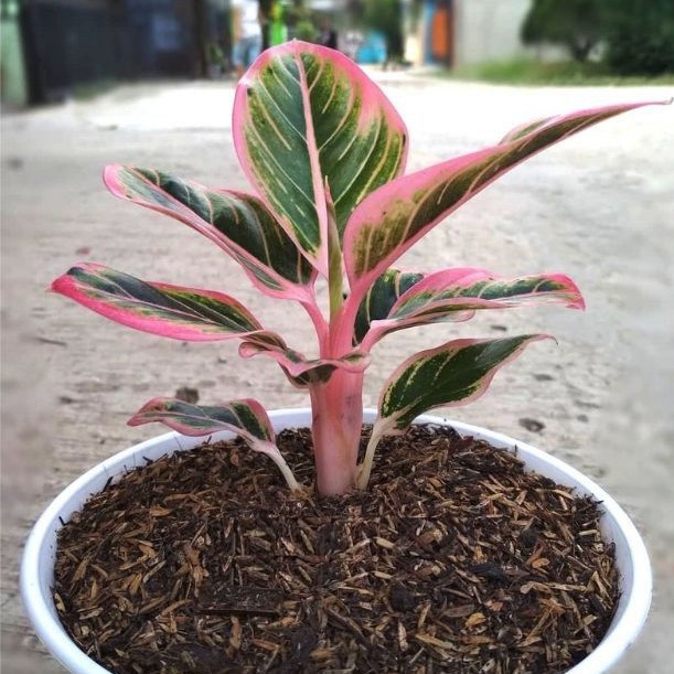 Bibit Aglonema Lotus Deligth Original