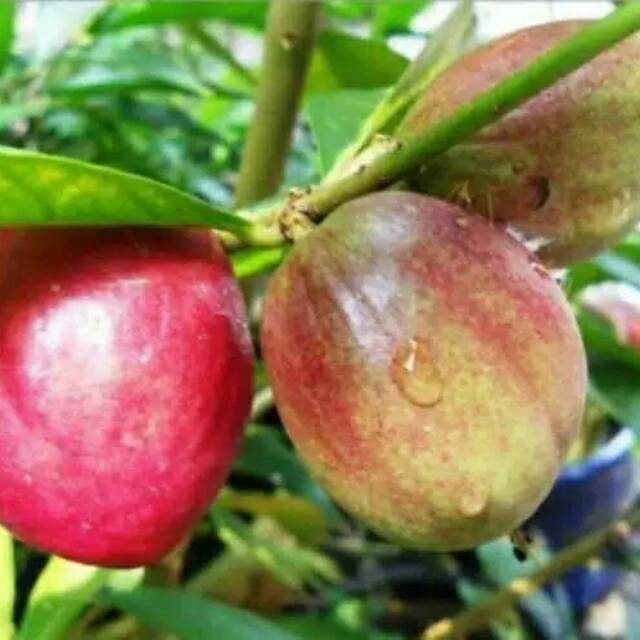 

Buah mahkota dewa fres 500 gr