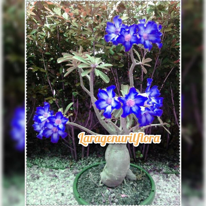 bibit Bunga Kamboja adenium Jepang BLUE WHITE MAJESTY