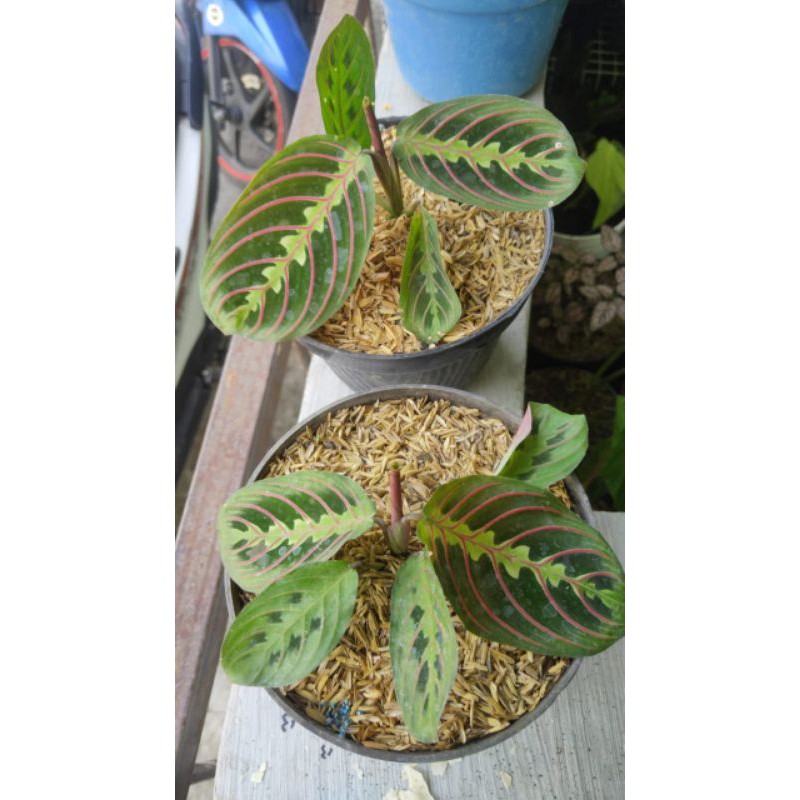 TANAMAN HIAS CALATHEA KEPITING
