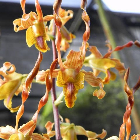 Dendrobium Tangerinum Jungle Rawatan