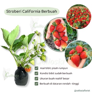 Tanaman Bibit Buah Strawberry Stroberi California (Sudah Berbuah)