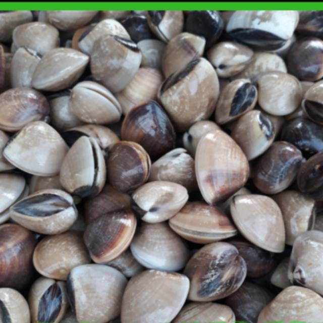 

PROMO Kerang tahu murah/ kerang kepa segar 500gr