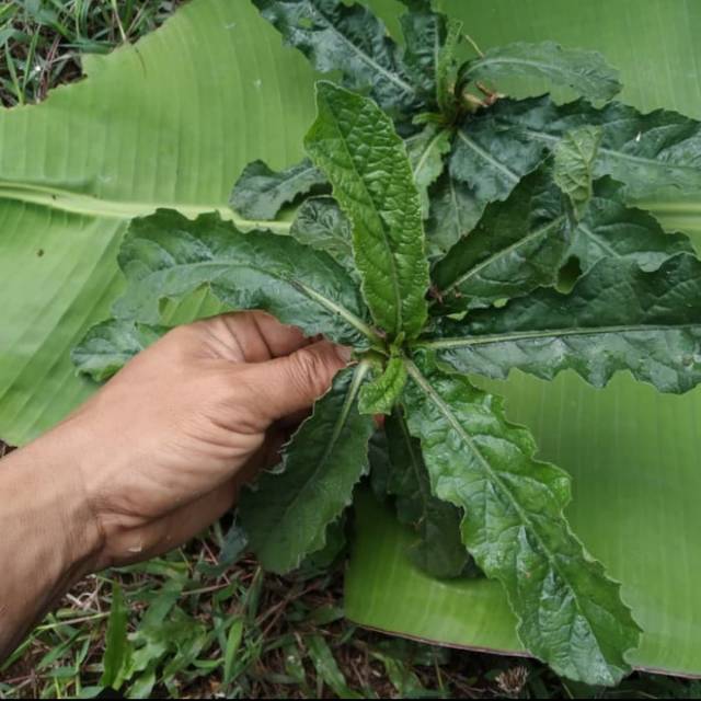 

jual Daun tapak liman 1 kg atau Elephantopus scaber segar