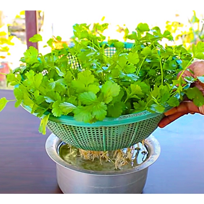 [BENIH UNGGUL] Benih/Bibit/Biji/Seed Daun Ketumbar | Coriander | Cilantro-6