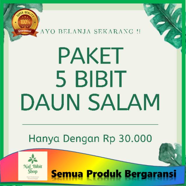 5pcs bibit daun salam siap tanam tanaman salam bumbu masakan
