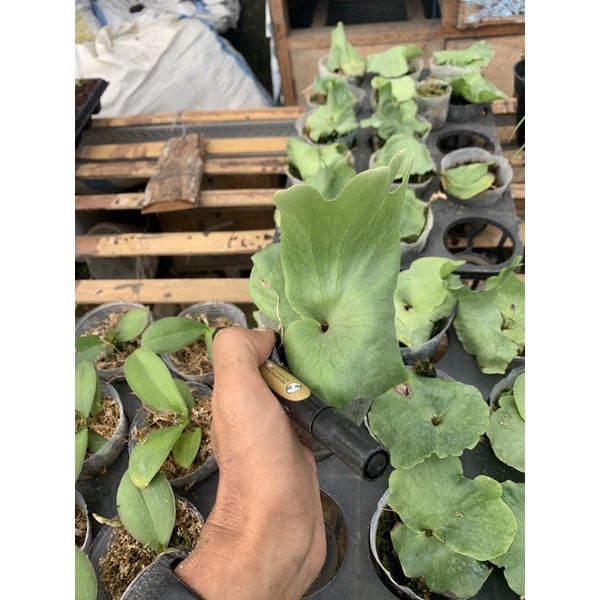 platycerium tanduk rusa simbar menjangan wandae