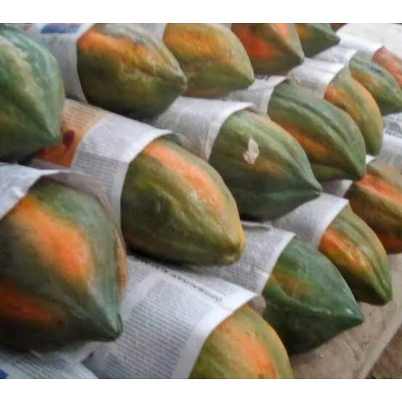 

Pepaya bangkok manis per 1 buah