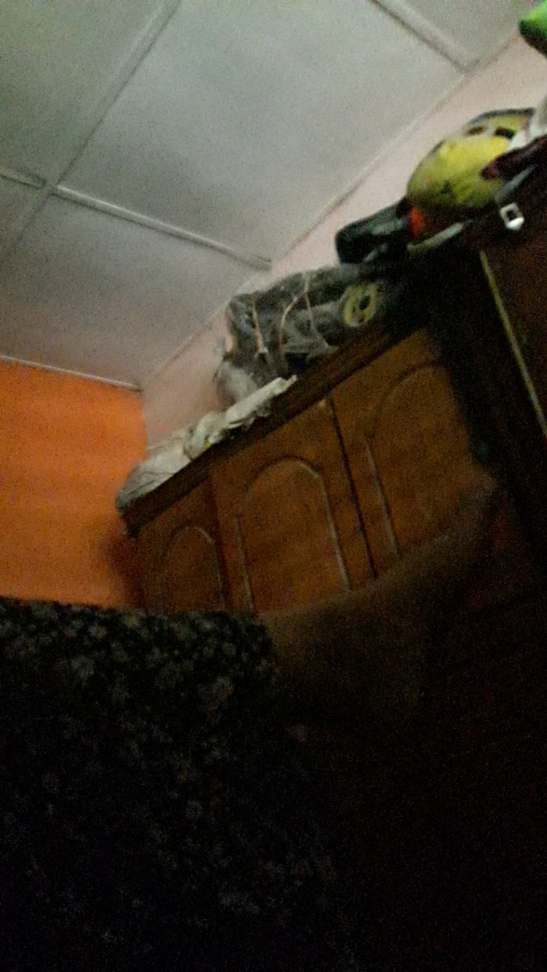 Pisau Roti / Pisau Kue Bahan Steenlies Stell