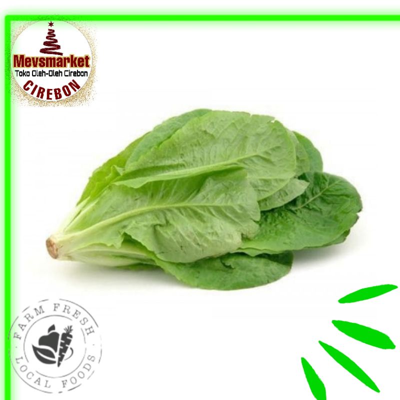 

Selada Romaine Hijau Conventional 250 gram (Mevsmarketcirebon)