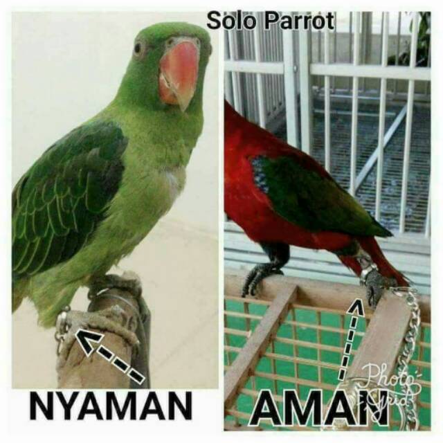 Ring Kaki Kait buat Burung Parrot Hantu Elang Beo dll