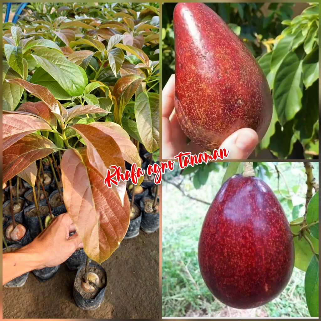 Bibit alpukat red vietnam  super