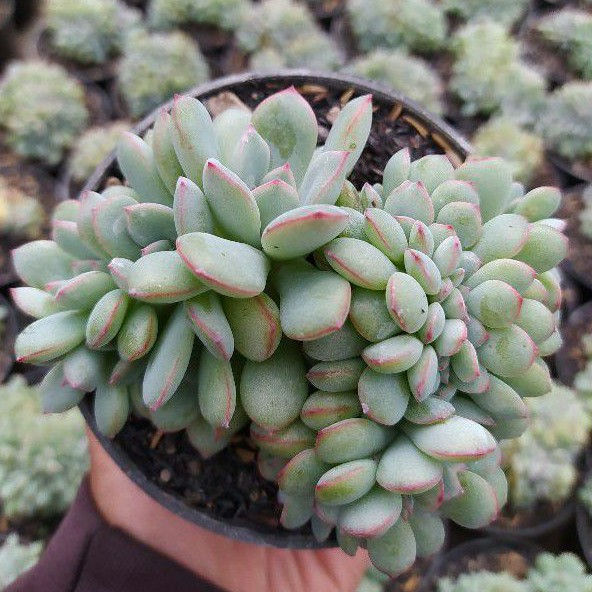 Echeveria pinkline cristata