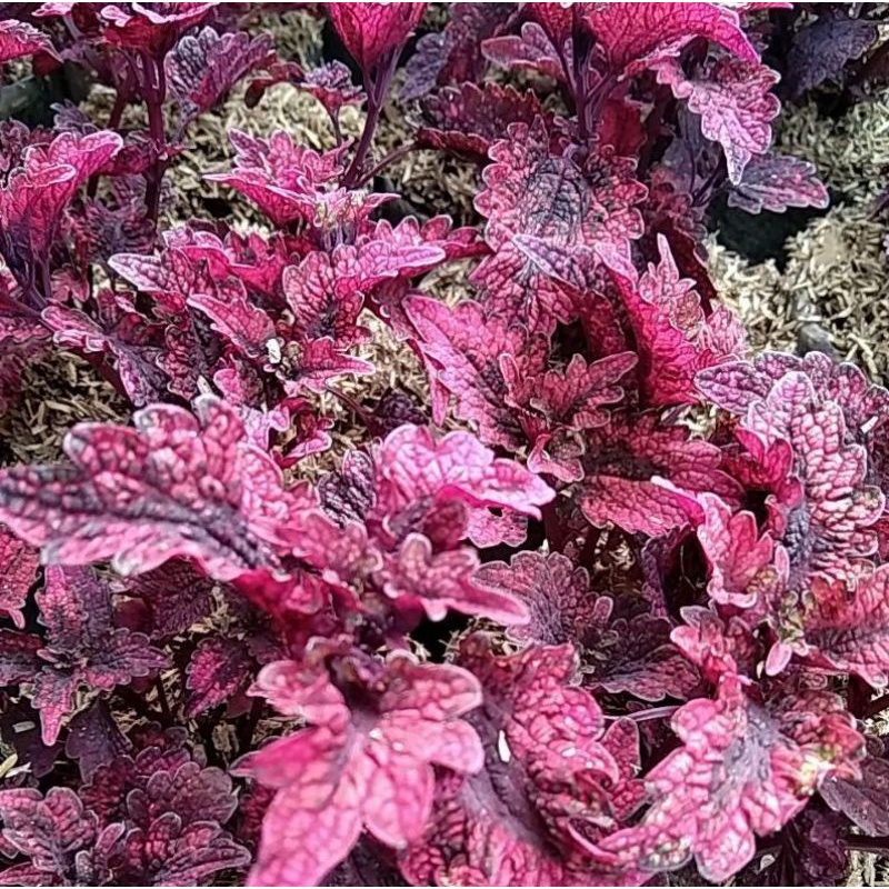 Tanaman Hias Ekor Naga Merah, Ekor naga